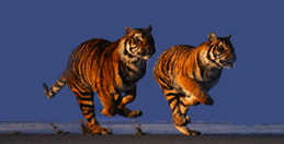 aXstor tigers